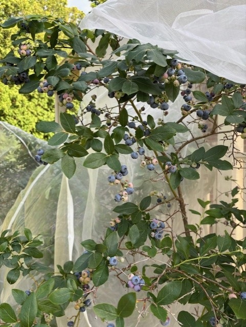 Blueberry 8 under cover.jpg